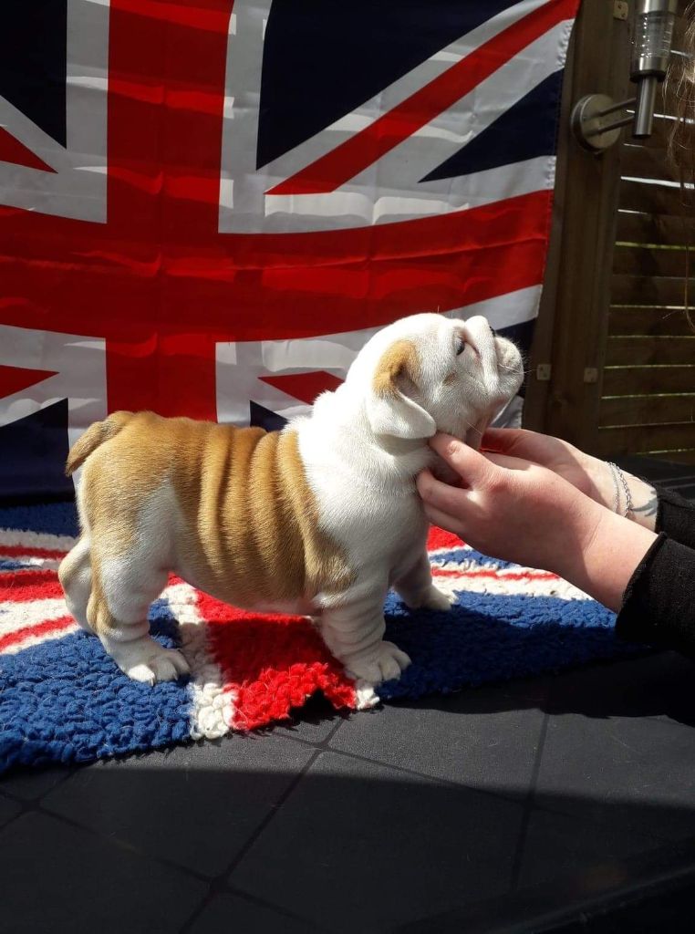 My Little Bull - Chiots disponibles - Bulldog Anglais